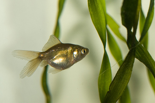 Молодая золотая рыбка